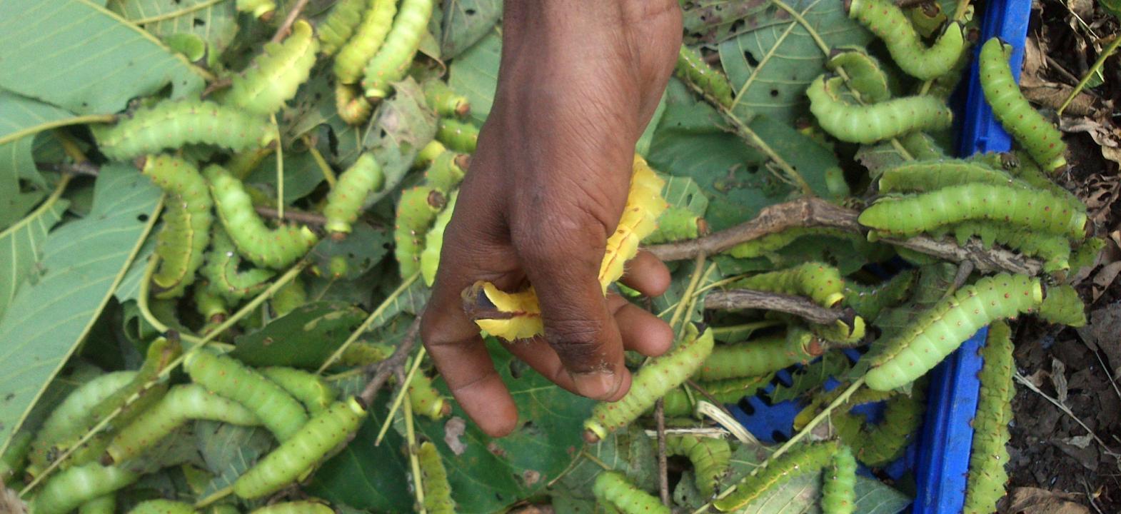 Note on Indian silk industry